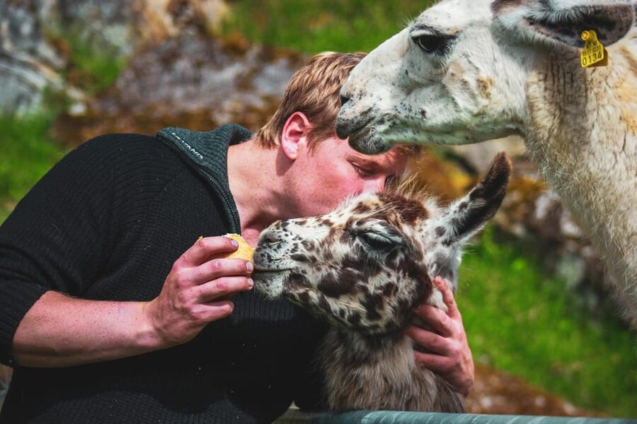 Ljøen, Hellesylt: Ljøen Farm Tour - Fifteen llamas and a few sheep