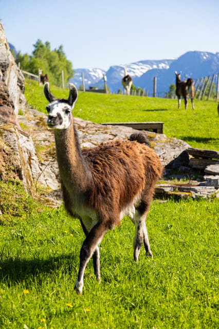 Ljøen, Hellesylt: Ljøen Farm Tour - What the one-hour schedule really gives you