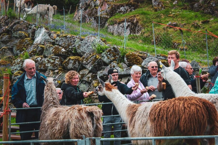 Ljøen, Hellesylt: Ljøen Farm Tour - Is the $62 price good value?