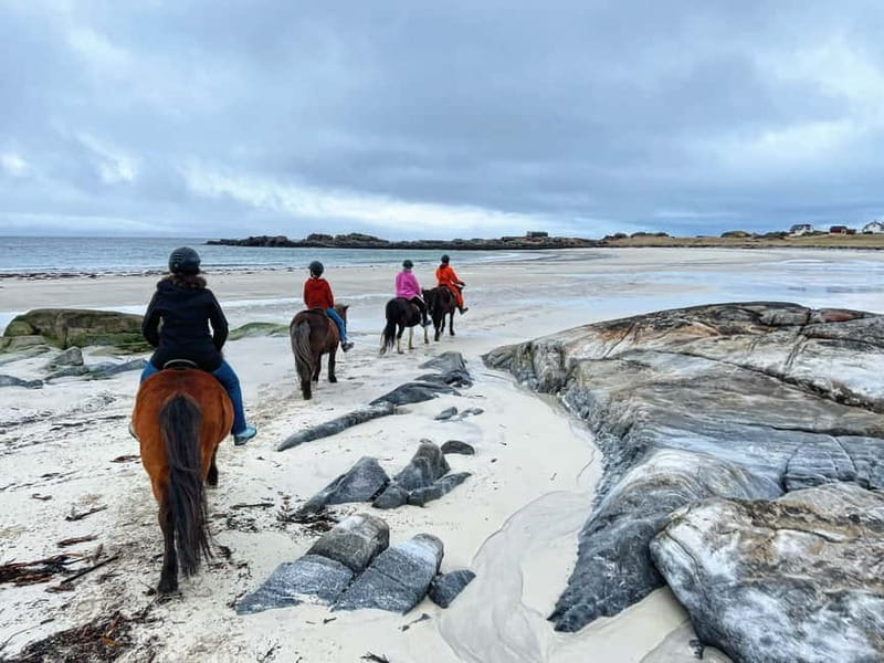 Lofoten: Guided Horse Riding Tour Over Hov and Hovsund - Why the Icelandic horses suit beginners