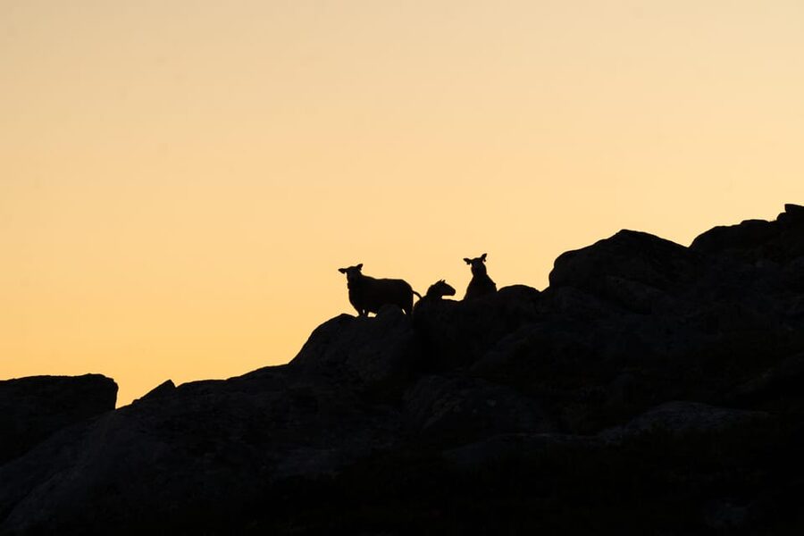 Lofoten Islands: Guided Hiking Into the Wilderness - Uphill - A 20-minute summit break for views and photos