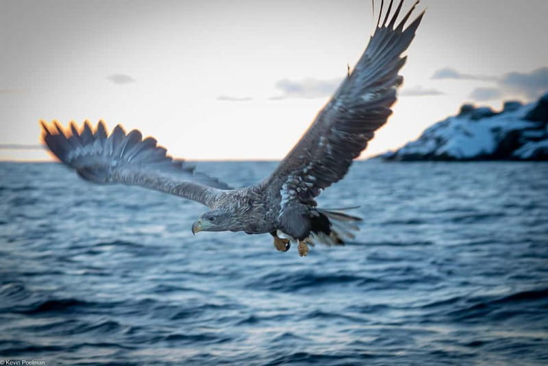 Lofoten: Trollfjord Sea Eagle Safari by RIB Boat - Why this Lofoten boat trip is worth your time