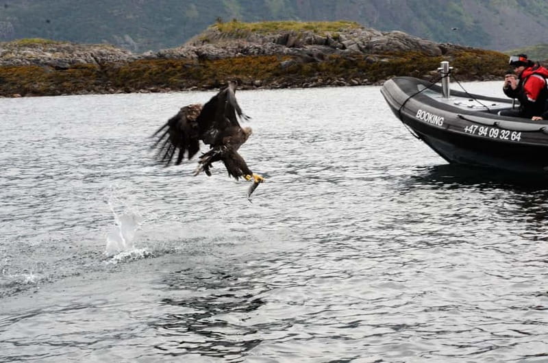 Lofoten: Trollfjord Sea Eagle Safari by RIB Boat - Raftsundet and the sea eagle encounter