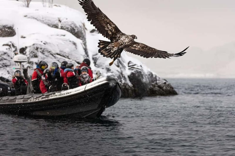 Lofoten: Trollfjord Sea Eagle Safari by RIB Boat - Entering Trollfjord by RIB