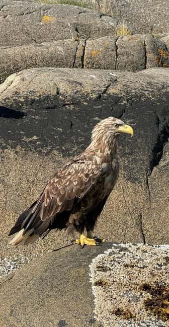 Lofoten: Trollfjord Sea Eagle Safari by RIB Boat - Weather, comfort, and the rough-water question