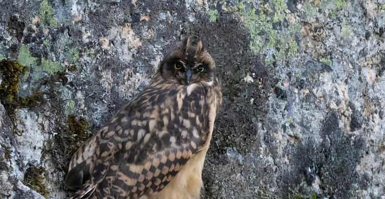 Lofoten: Wildlife Safari - A wildlife search, not a guaranteed animal parade