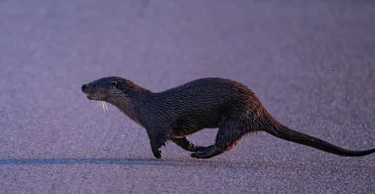 Lofoten: Wildlife Safari - Searching for owls, foxes, and moose