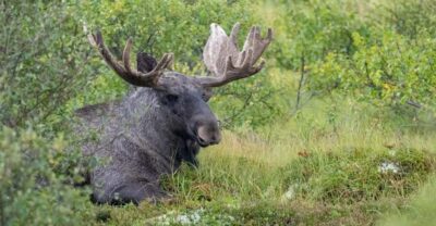 Wildlife Safari