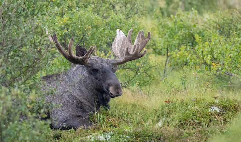 Lofoten: Wildlife Safari - What to bring for a comfortable search