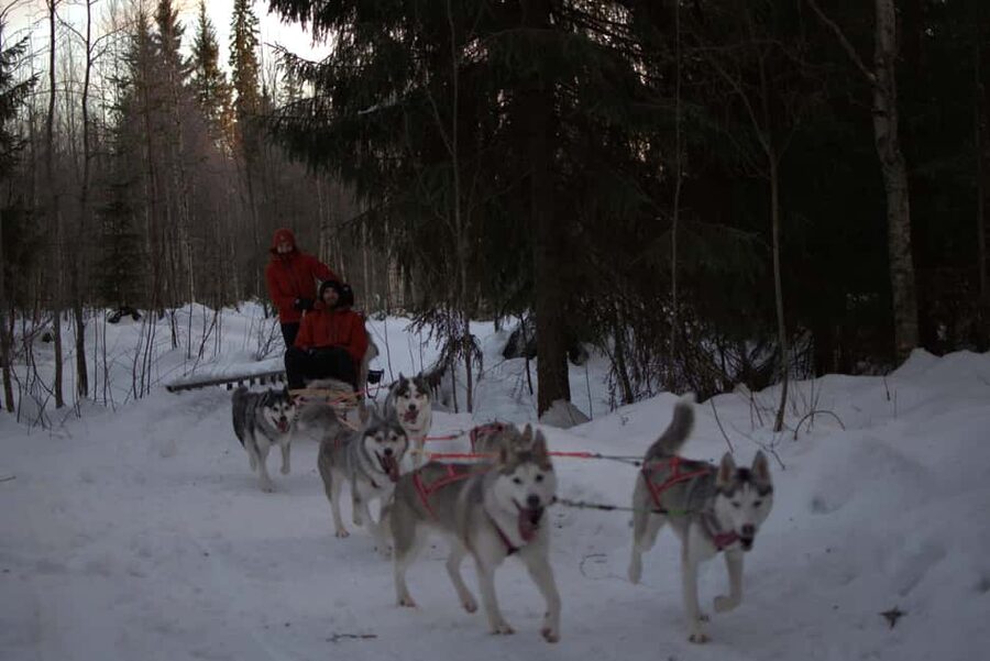 Luleå: Guided Dog Sledding Tour - Riding through snowy forests and open fields