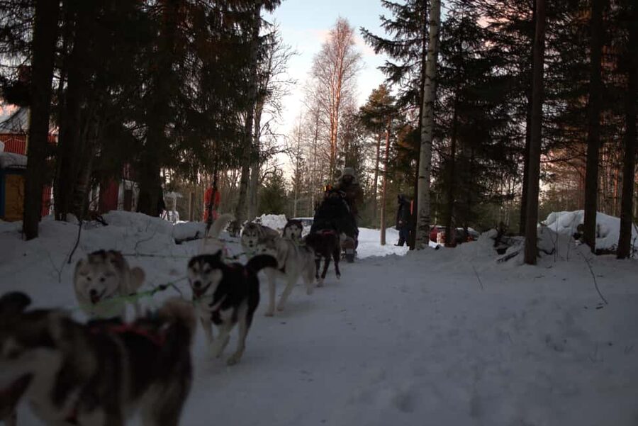 Luleå: Guided Dog Sledding Tour - Warming up with coffee beside the open fire