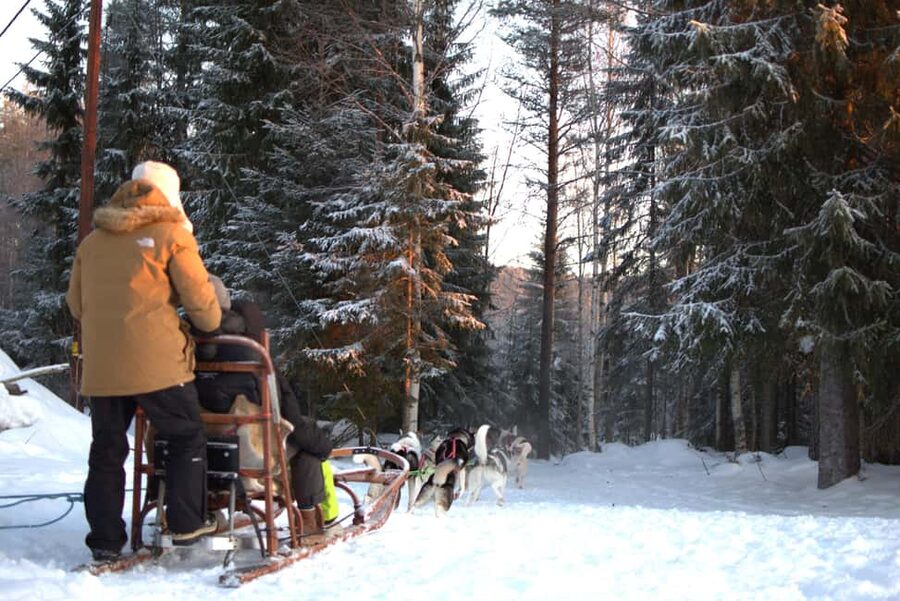 Luleå: Guided Dog Sledding Tour - What the $188 price includes