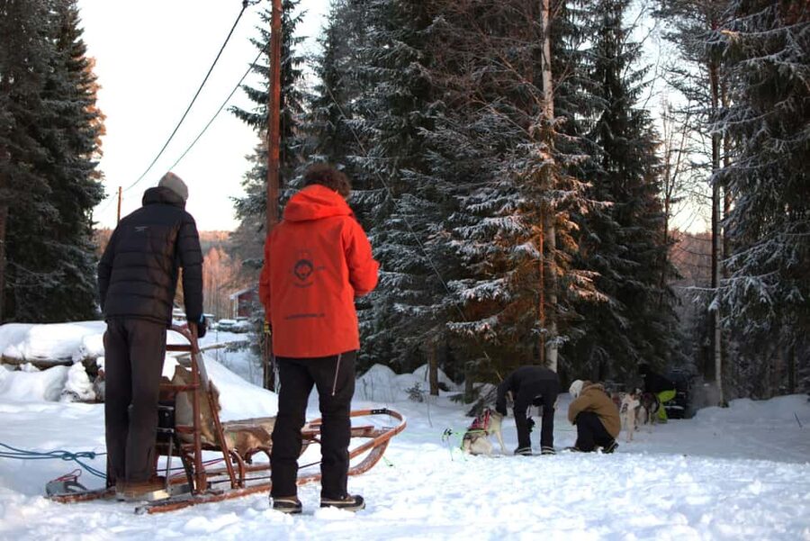 Luleå: Guided Dog Sledding Tour - Practical advice for a comfortable ride