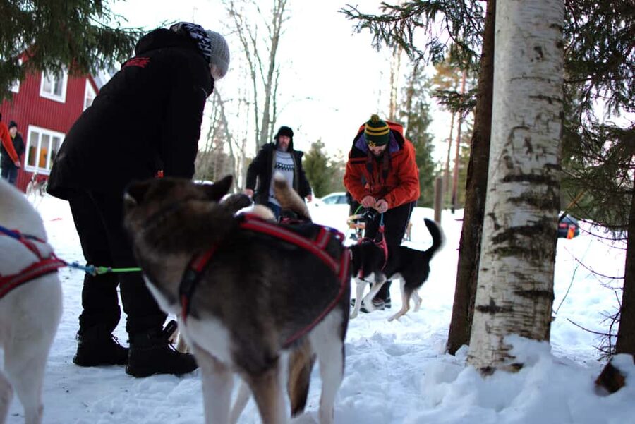 Luleå: Guided Dog Sledding Tour - The mid-route stop gives the dogs a needed break