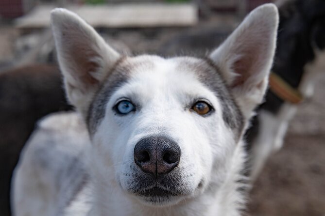 Meet 70 Huskies and Enjoy a short ATV Tour with the Huskies - The reward after the dogs finish work