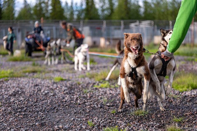 Meet 70 Huskies and Enjoy a short ATV Tour with the Huskies - How the price compares with the experience