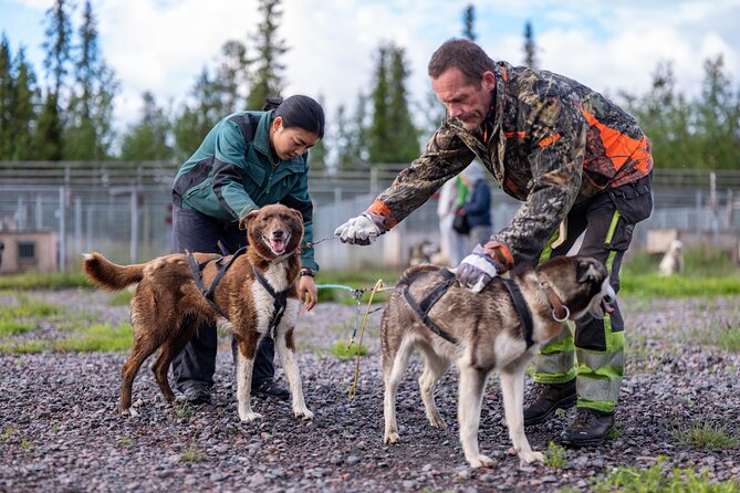Meet 70 Huskies and Enjoy a short ATV Tour with the Huskies - Learning how sled dogs live through the Arctic winter