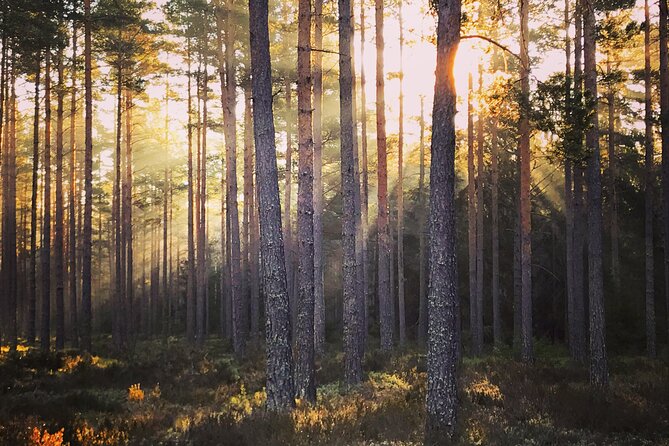 Midnight Sun and Campfire - National Park evening hike Stockholm - Booking details that matter