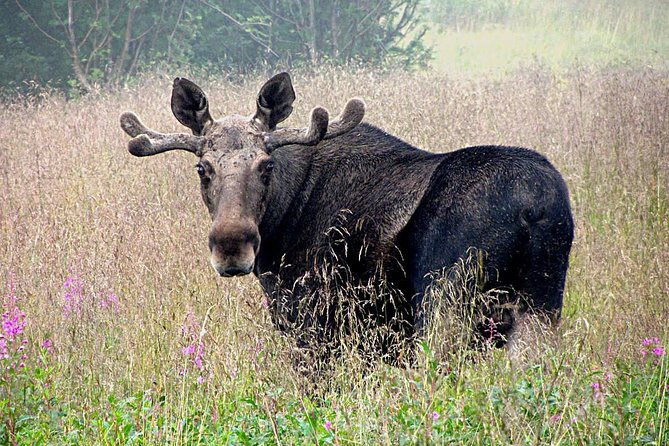 Moose Safari Bodo, Norway, Meet the Largest Land Animal in Europe - Key points to know before you book