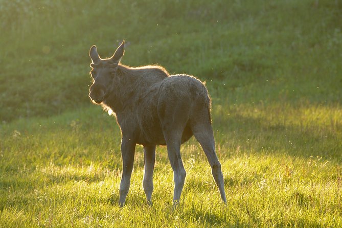 Moose Safari Bodo, Norway, Meet the Largest Land Animal in Europe - Why this Bodø moose safari is worth considering