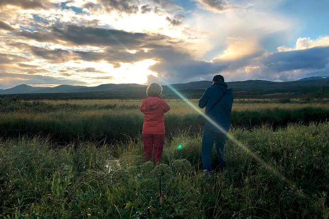 Moose Safari │ Dovre & Lesja Aktiv - Why Hjerkinn is a good place to search for moose