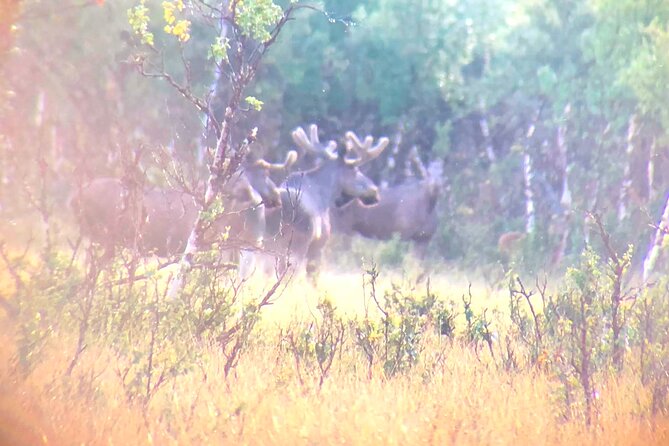 Moose Safari │ Dovre & Lesja Aktiv - Driving into the woods, with short walks along the way