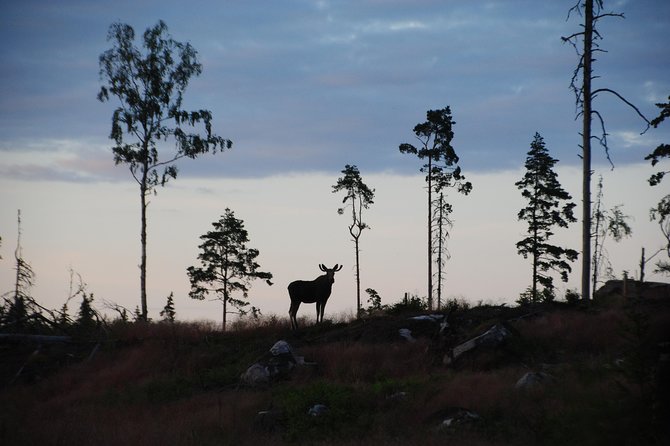 Moose safari in the wild Sweden Tiveden - Key points to know before booking