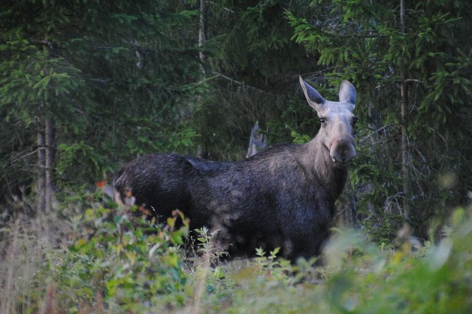 Moose safari in the wild Sweden Tiveden - Why the campfire is more than a meal