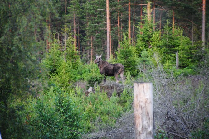 Moose safari in the wild Sweden Tiveden - A guide-led evening with local character