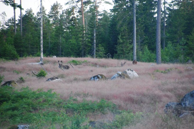 Moose safari in the wild Sweden Tiveden - Practical preparation for the six-hour outing