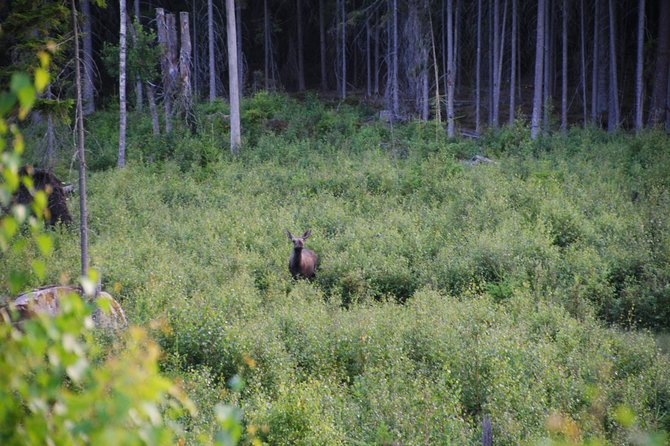 Moose safari in the wild Sweden Tiveden - Should you book this moose safari?