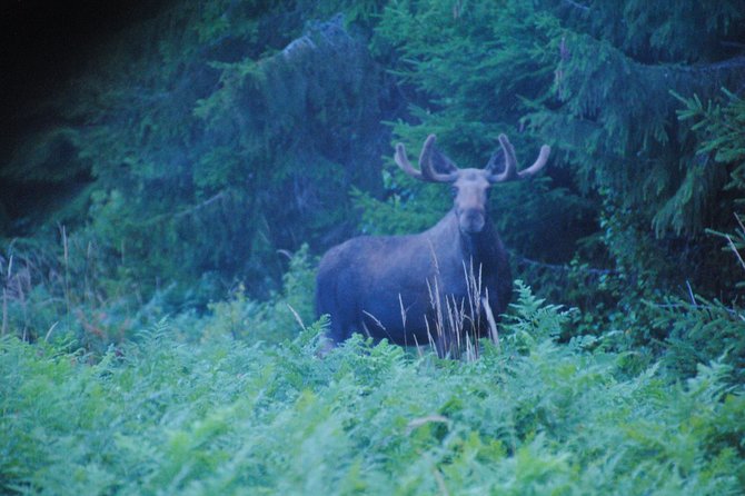 Moose safari in the wild Sweden Tiveden - Reading the forest before looking for moose