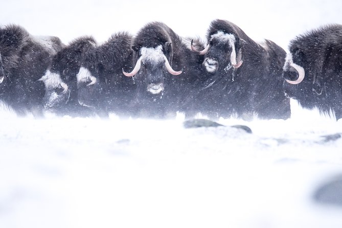 Musk ox Safari in Dovrefjell National Park, Oppdal Safari - Why Dovrefjell musk ox are worth the walk