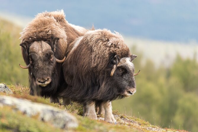 Musk ox Safari in Dovrefjell National Park, Oppdal Safari - Six hours on foot through the national park
