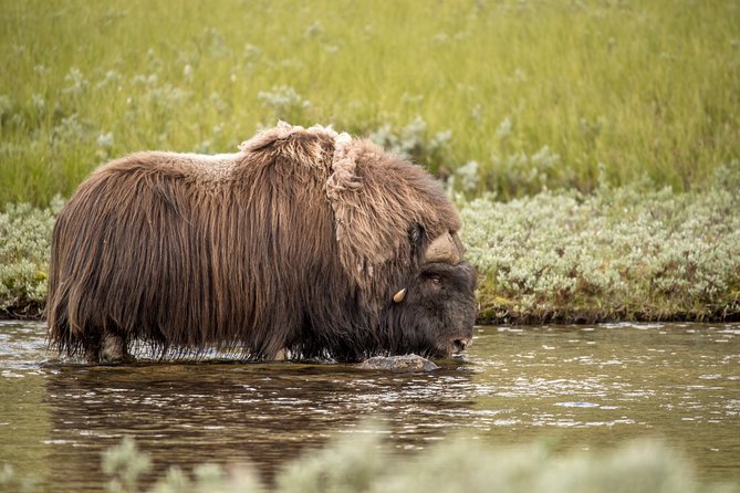 Musk ox Safari in Dovrefjell National Park, Oppdal Safari - Finding the musk ox
