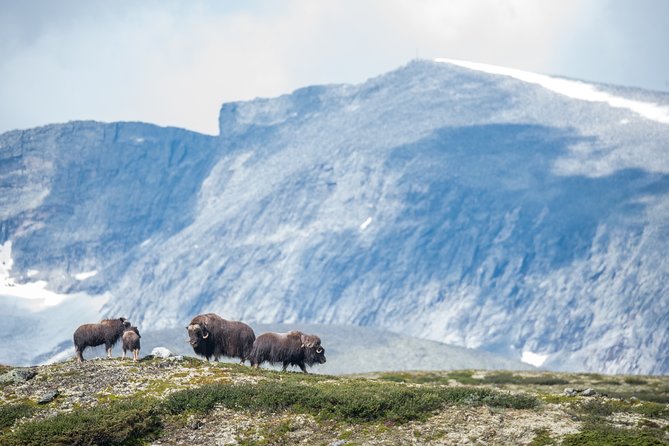 Musk ox Safari in Dovrefjell National Park, Oppdal Safari - More than musk ox: plants, birds, and old stories