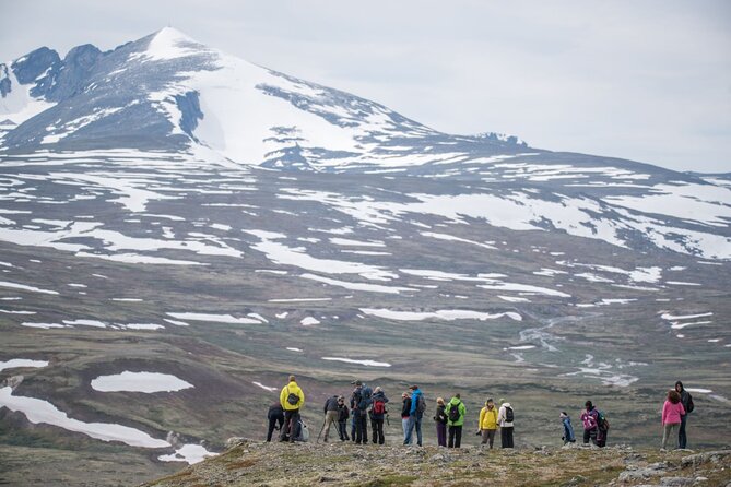 Musk ox Safari in Dovrefjell National Park, Oppdal Safari - Safety, distance, and respect for wild animals