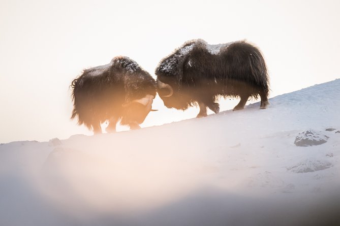 Musk ox Safari in Dovrefjell National Park, Oppdal Safari - What the $85.57 price includes