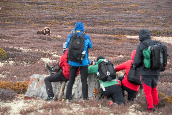 Musk ox Safari in Dovrefjell National Park, Oppdal Safari - The 9:30 am start at Oppdal Safari