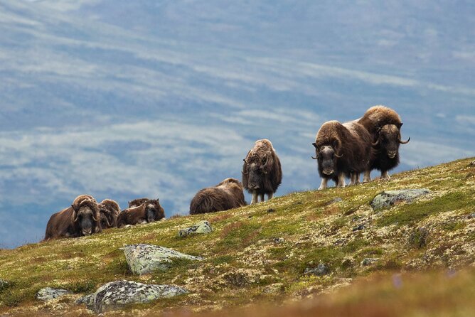 Muskox Safari from Hjerkinn | Dovre & Lesja Aktiv - Searching for Muskox in Dovrefjell
