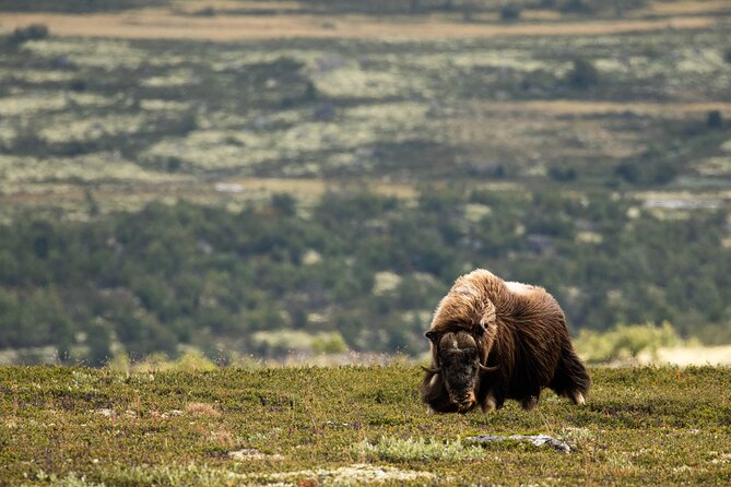Muskox Safari from Hjerkinn | Dovre & Lesja Aktiv - The 7 to 15 Kilometer Route