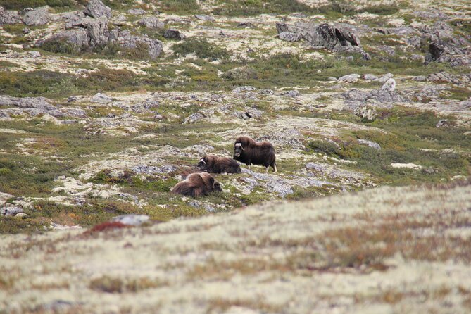 Muskox Safari from Hjerkinn | Dovre & Lesja Aktiv - Is $65.99 a Fair Price?