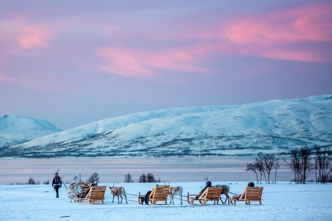 Night Reindeer Sledding with Camp Dinner and Chance of Northern Lights - How much value do you get for $225.66?