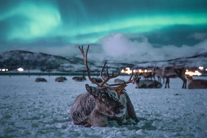 Night Reindeer Sledding with Camp Dinner and Chance of Northern Lights - Who will enjoy this evening most?