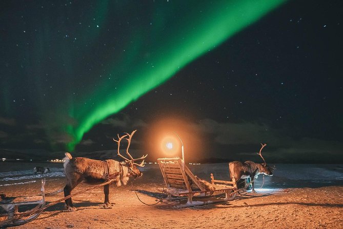 Night Reindeer Sledding with Camp Dinner and Chance of Northern Lights - A slow sleigh ride with a big difference from huskies