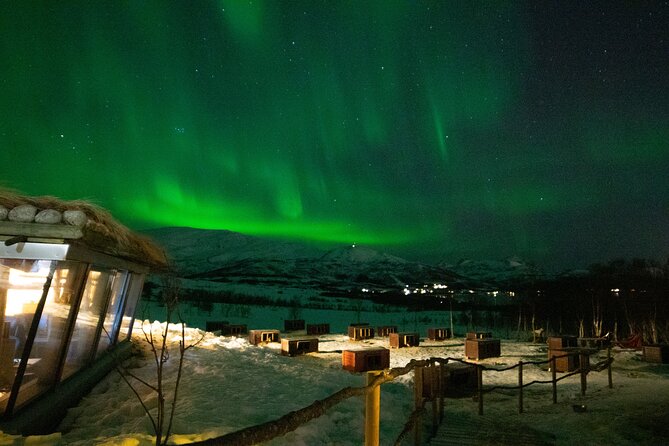 Northern Lights Husky Visit - How this compares with a dog sled tour