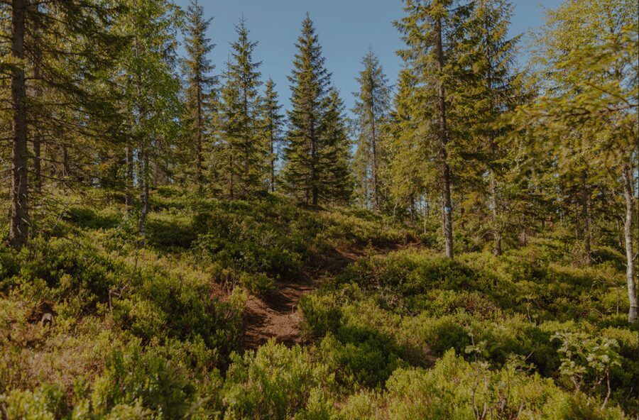 Oslo: Best View of the Oslofjord Hike - Key points to know before booking