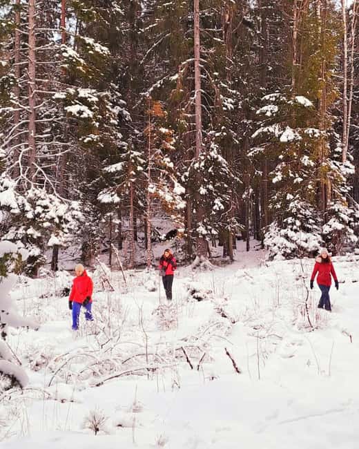 Oslo: Scenic Forest Hike with Dog & Local Guide - What the Forest Adds to the Experience