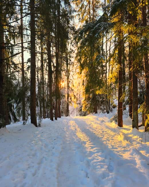 Oslo: Scenic Forest Hike with Dog & Local Guide - Winter Conditions and Year-Round Planning