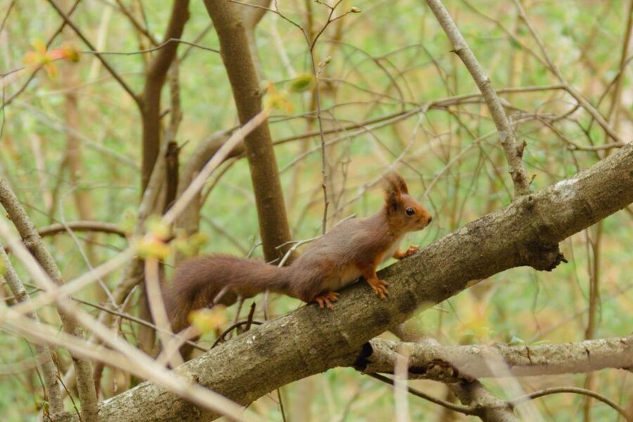 Oslo: Skjennungstoppen Wildlife Forest Hiking Tour - Key points to know before you book